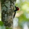 Datel indomalajsky - Dryocopus javensis - White-bellied Woodpecker o0657